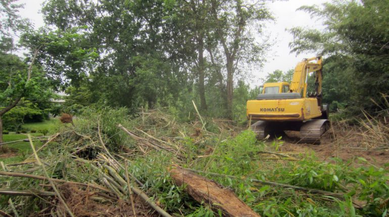 bamboo removal nj