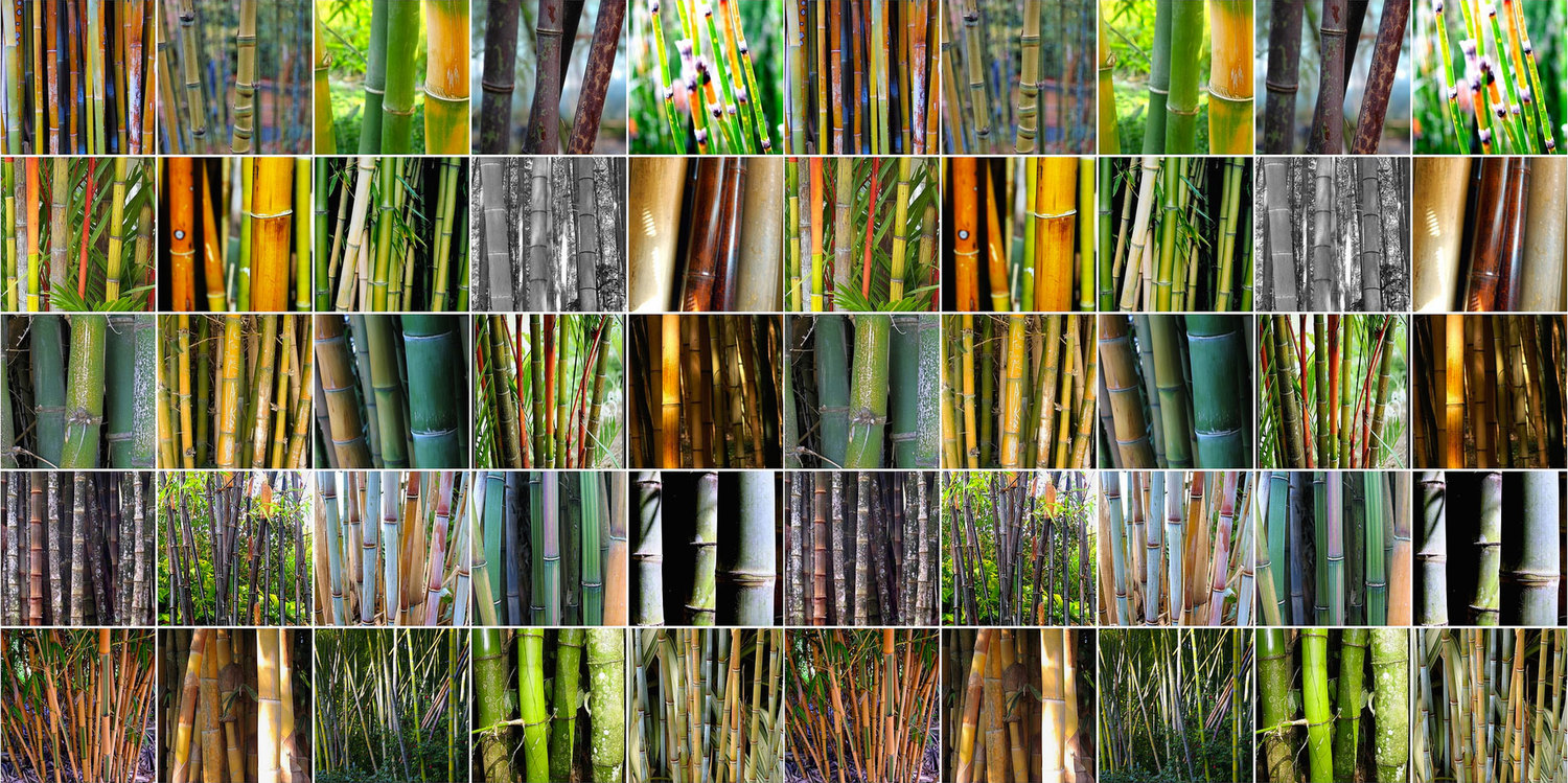 Different Types Of Bamboo