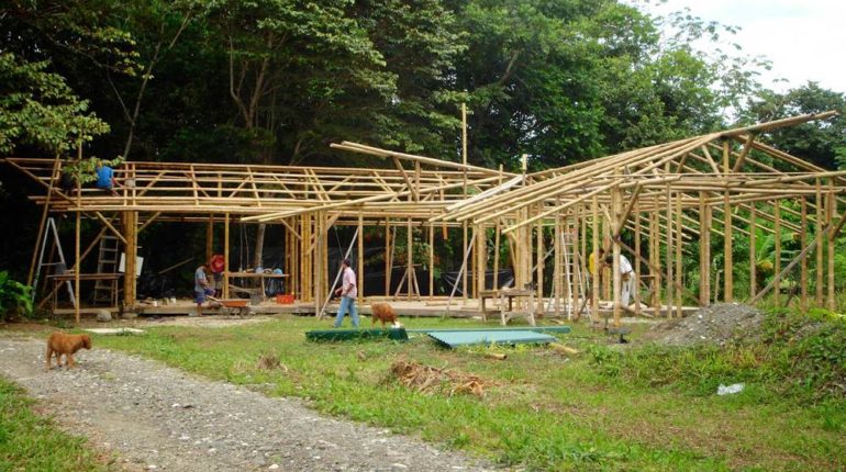 Bamboo, the advantages of employing it in the construction industry