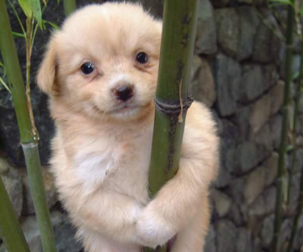 Cute puppy hugging bamboo