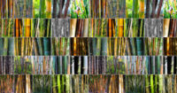 Different Types of Bamboo