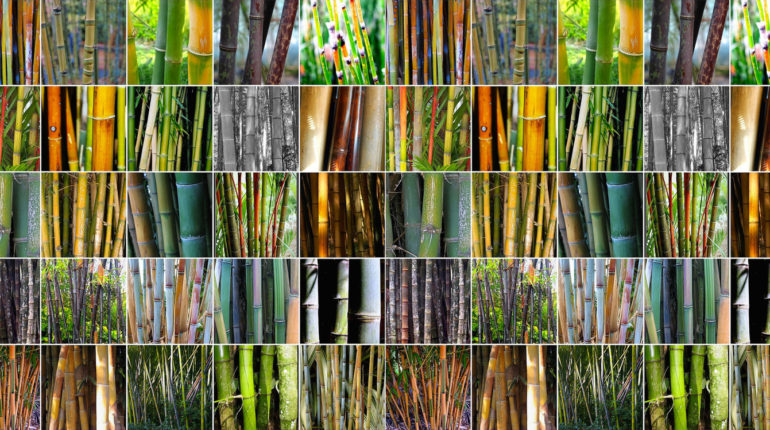 Assortment of bamboo types