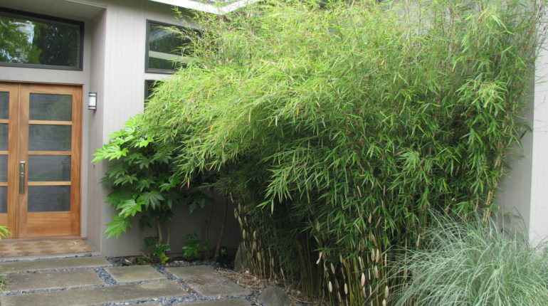 Different Types of <strong>Bamboo </strong>- <strong>Bamboo </strong>Bob