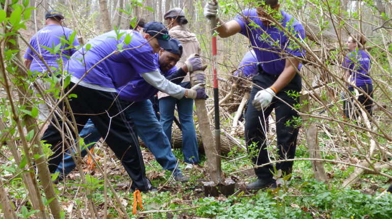 Bamboo Removal in New Jersey, Bamboo Removal in NJ, Bamboo Removal in New York, Bamboo Removal in NY Bamboo Eradication in New Jersey, Bamboo Eradication in NJ, Bamboo Eradication in New York, Bamboo Eradication in NY