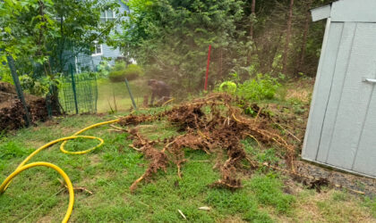 Complete Bamboo Root System Removal